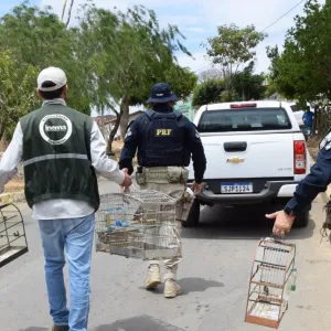 Em Caetité, Operação FPI resgata aves silvestres e reforça o combate ao comércio ilegal