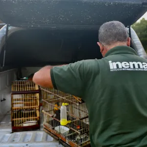 Mais de 100 pássaros apreendidos durante operações da FPI são devolvidos à natureza