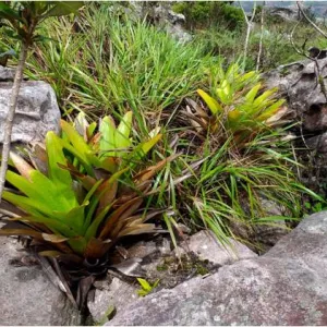 Nova espécie de Bromélia é descoberta na Chapada Diamantina