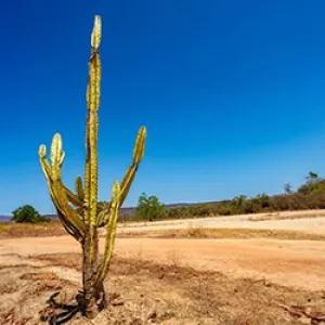 caatinga