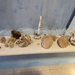 Iniciativa baiana de Recuperação dos Recifes de Corais ganha destaque internacional