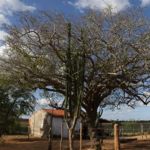 Bahia avança na agenda climática durante reunião do Fórum Baiano de Mudanças Climáticas e Biodiversidade