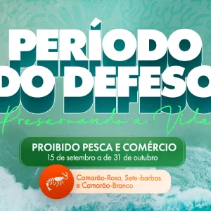 Defeso do Camarão: Pausa na pesca garante reprodução e preservação da espécie