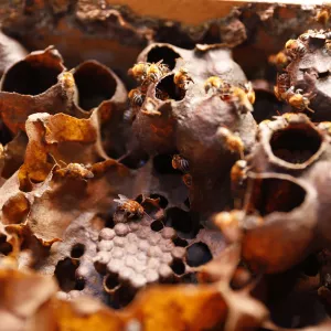 abelhas uruçu nordestina