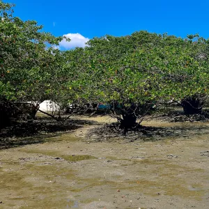 COP30: Governo da Bahia assina carta de endosso ao Mangrove Breakthrough, iniciativa para proteção dos manguezais 