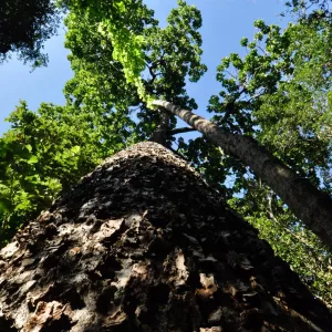 Dia nacional das RPPNS