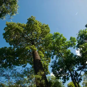 RPPN Fazenda Limoeiro - Feira da Mata (BA)