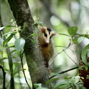 Soltura de animais - por Matheus Lemos - Sema-Inema.jpg