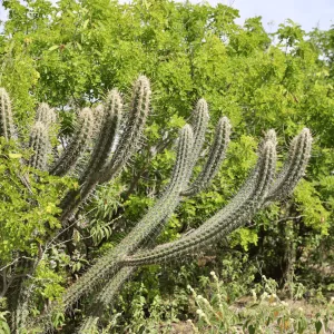 Caatinga além da seca: políticas públicas transformam o semiárido em território de adaptação climática