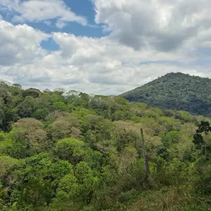 Sema e Inema fortalecem ações de proteção à fauna com novos editais do TCSA Porto Sul
