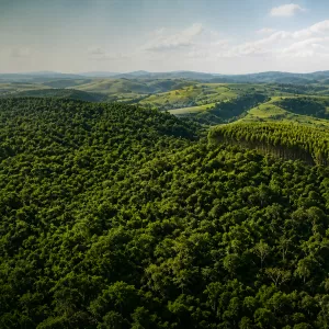 Sema abre consulta pública para criação do Parque Urbano Floresta de Frans Krajcberg
