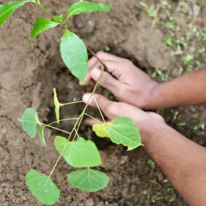 Novo decreto reestrutura Política Estadual de PSA e fortalece incentivos à conservação ambiental
