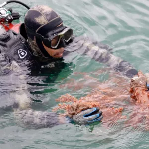 Sema e Projeto Maré Viva promovem remoção de coral invasor na Marina de Itaparica