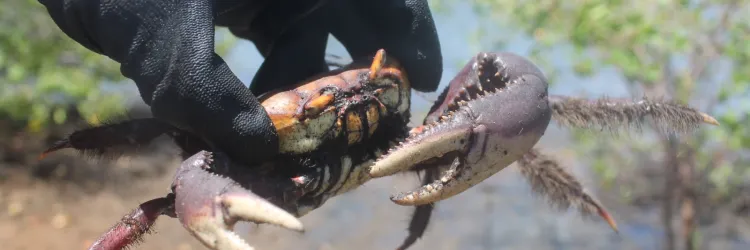 Inema orienta população sobre o terceiro período de defeso do caranguejo-uçá