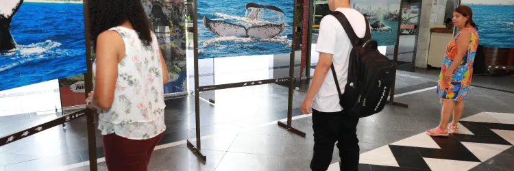 exposição baleia jubarte