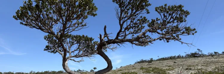 Caatinga (banco de imagens do Canva)
