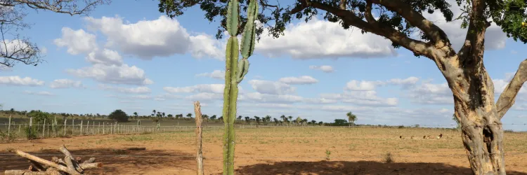Ações para o enfrentamento da desertificação serão apresentadas pelo Governo do Estado em Paulo Afonso