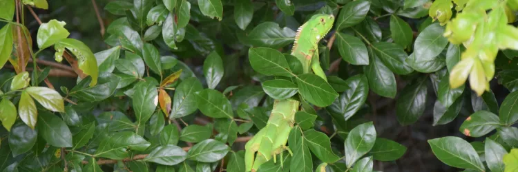 Inema promove soltura de animais silvestres após reabilitação no CETAS