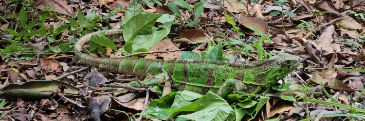 Educação Ambiental