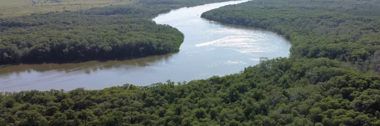 Dia Mundial de Proteção aos Manguezais: Bahia se destaca na conservação dos ecossistemas costeiro e marinho