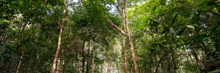 Ações da Sema e do Inema reafirmam compromisso do Governo com a preservação florestal