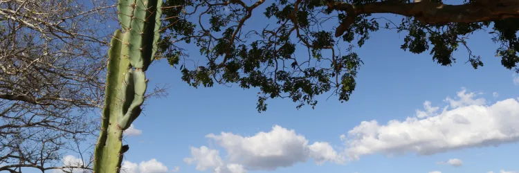 Sema participará de discussões sobre mudanças climáticas em territórios semiáridos em Congresso Internacional