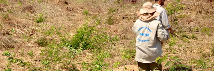 Bahia reduziu em 52% o desmatamento na área do MATOPIBA