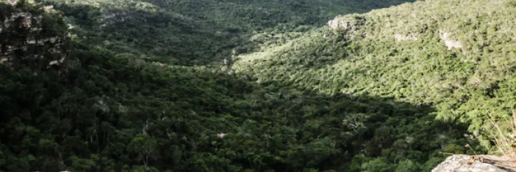 Bahia avança na proteção do Cerrado e se torna elegível para captação de recursos internacionais do REDD+