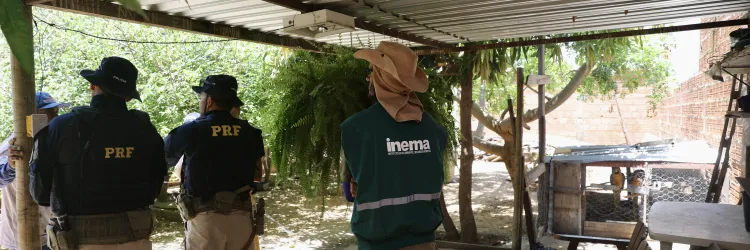 FPI em Guanambi encerra ações com entrega voluntária de 22 aves e resgate de araras em risco de extinção