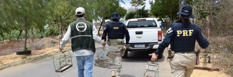 Em Caetité, Operação FPI resgata aves silvestres e reforça o combate ao comércio ilegal