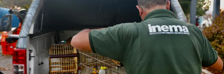 Mais de 100 pássaros apreendidos durante operações da FPI são devolvidos à natureza