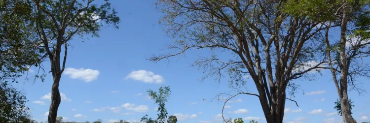 Bahia lança edital para projetos de reflorestamento no Cerrado