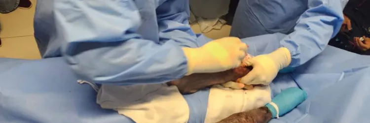 Lobo-guará atropelado no Oeste da Bahia passa por cirurgia após ser resgatado pelo Inema