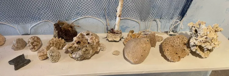 Iniciativa baiana de Recuperação dos Recifes de Corais ganha destaque internacional