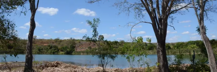 Bahia registra queda de 54% no desmatamento em 2024, aponta relatório do MapBiomas