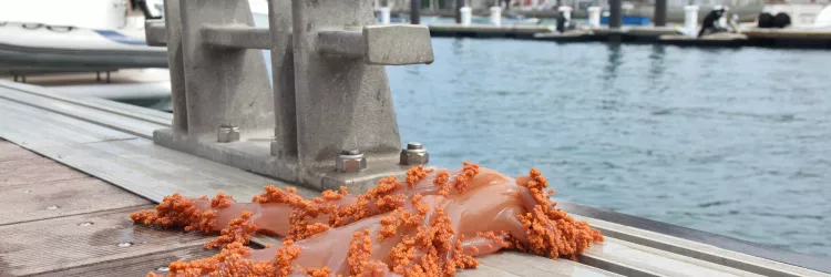 Remoção de coral invasor