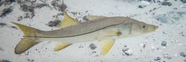 Defeso do robalo começa hoje na Bahia e segue até 31 de Julho
