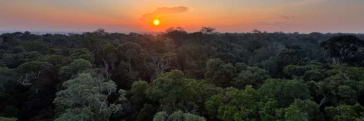Preservar a Amazônia é proteger também a Bahia