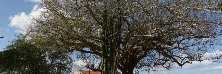 Bahia avança na agenda climática durante reunião do Fórum Baiano de Mudanças Climáticas e Biodiversidade