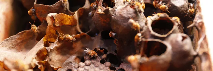 abelhas uruçu nordestina