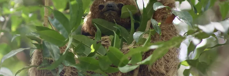 Bahia celebra Dia Internacional das Reservas da Biosfera com destaque para conservação e desenvolvimento sustentável