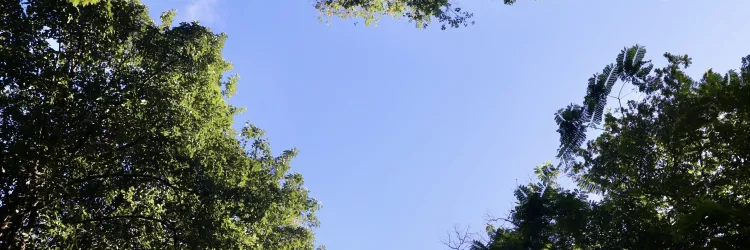 Dia da Floresta e do Clima