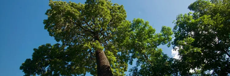 RPPN Fazenda Limoeiro - Feira da Mata (BA)