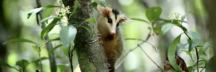 Soltura de animais - por Matheus Lemos - Sema-Inema.jpg