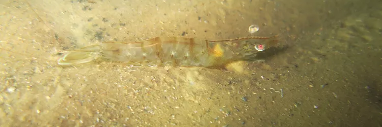 camarão - período do defeso