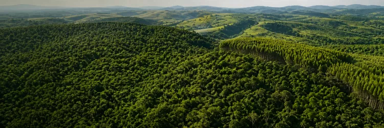 Sema abre consulta pública para criação do Parque Urbano Floresta de Frans Krajcberg