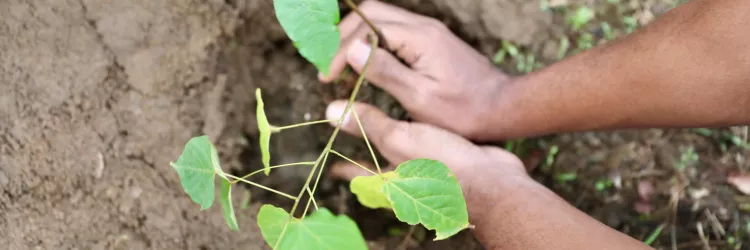 Novo decreto reestrutura Política Estadual de PSA e fortalece incentivos à conservação ambiental