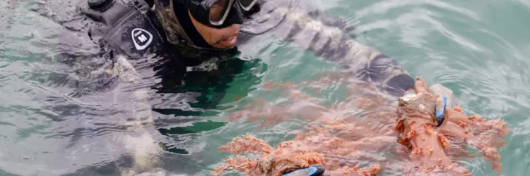 Sema e Projeto Maré Viva promovem remoção de coral invasor na Marina de Itaparica