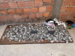 Polícia Civil localiza 10 kg de drogas em casa abandonada no bairro Sussuarana