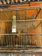 Homem é autuado por posse ilegal de arma e caça de animais silvestres em Santo Estêvão